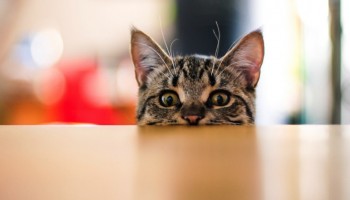 Как отучить кошку лазить по столу?
