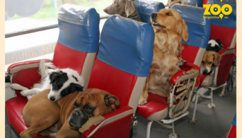 Правила перевоза животных в общественном транспорте!