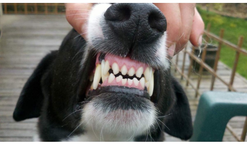 Как правильно чистить зубы собаке?