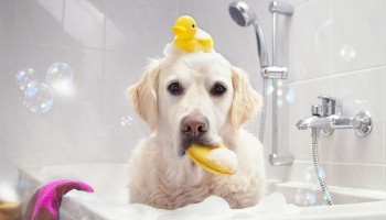 Как и чем мыть собаку?