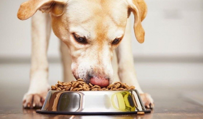 Как нужно правильно кормить собаку
