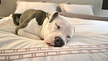 Может ли собака спать с хозяином на кровати?