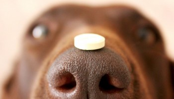 Препараты, которые помогут скорректировать особенности в поведении собаки.