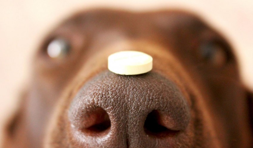 Препараты, которые помогут скорректировать особенности в поведении собаки.