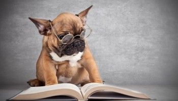 Ученые опровергли миф об интеллекте собак