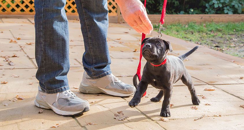 Как научить собаку приносить мячик, палку и другие предметы?
