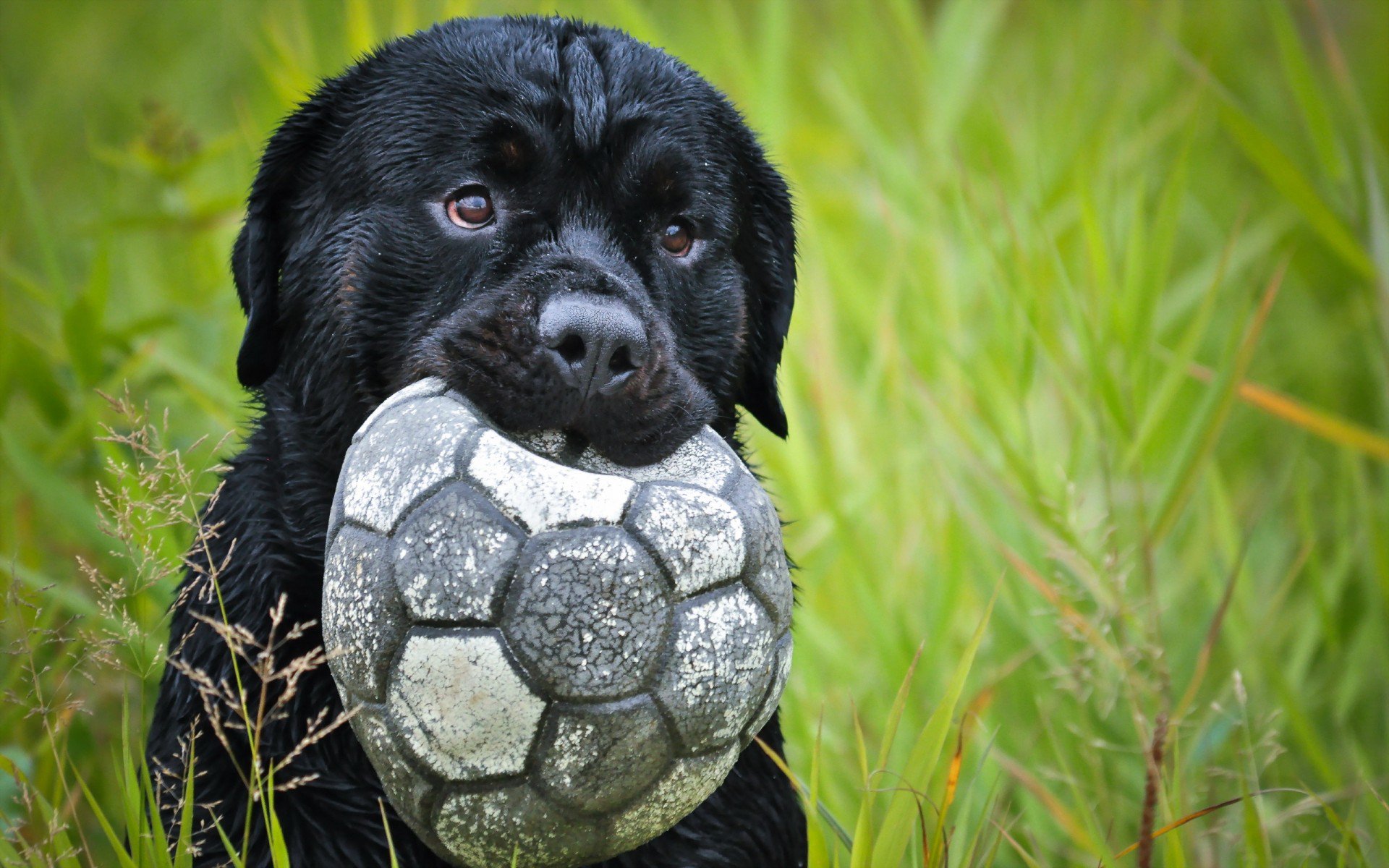 Как научить собаку приносить мячик, палку и другие предметы?